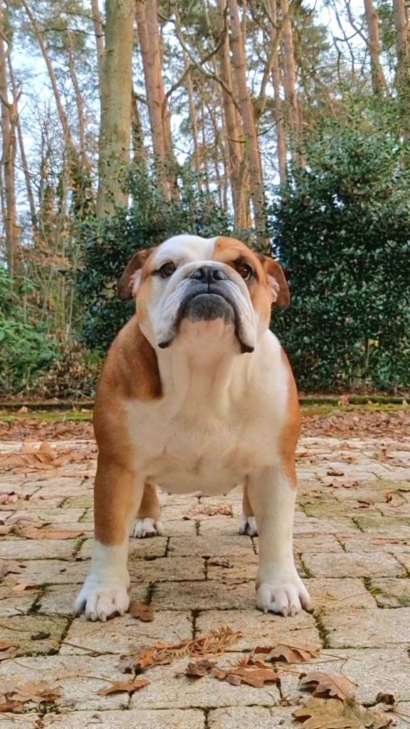 Precious Baby Bulls Wendy darling