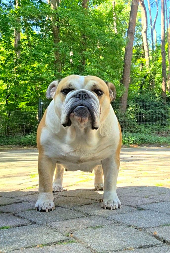 D'Or Wood Shazam krysbull