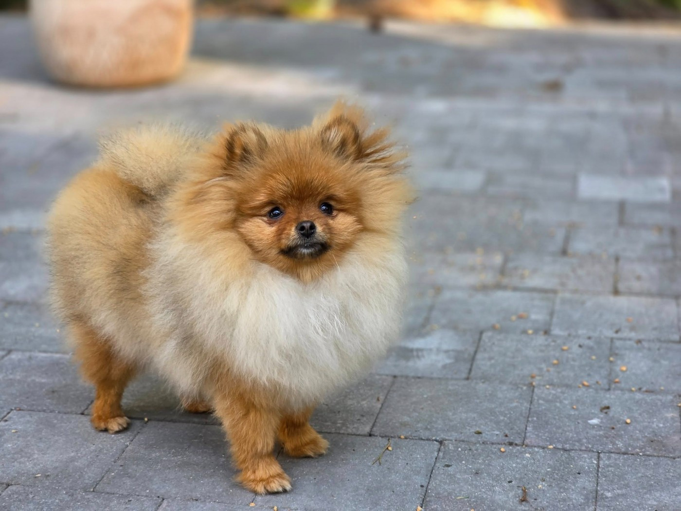 Xtravaguante Diana limitless pom's passion